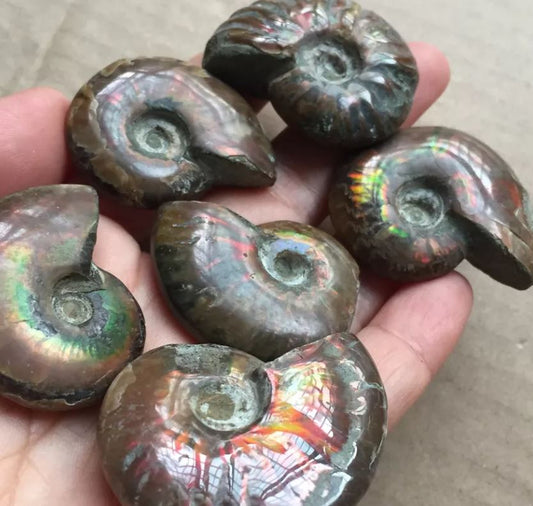 Look at these beautiful Opalized Ammonite fossil specimens found in Madagascar! What causes the beautiful rainbow of colors? How old are they on average?