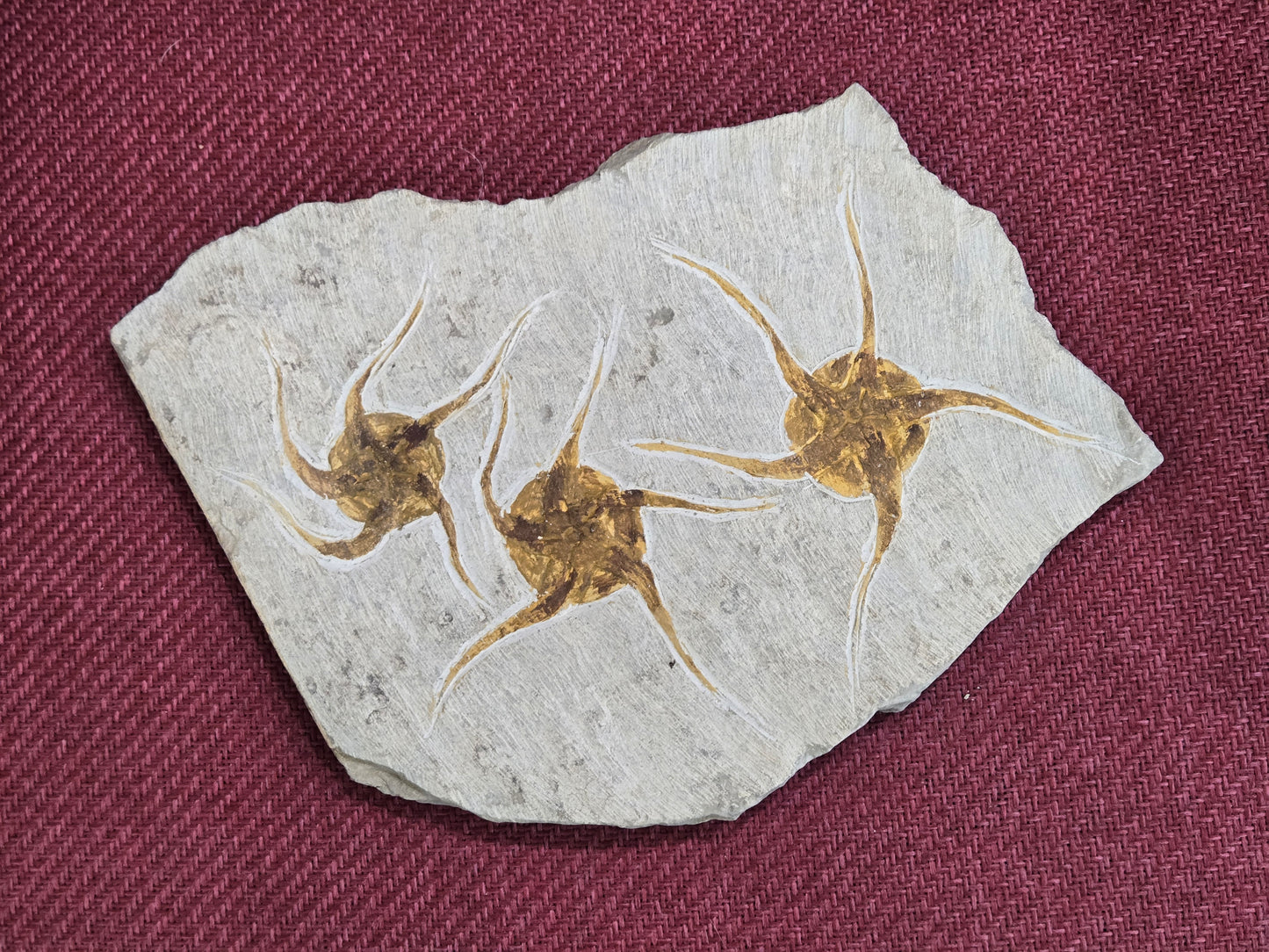 Triple Starfish Fossil Plate, Morocco, 20x19x1.5cm, 1111gr