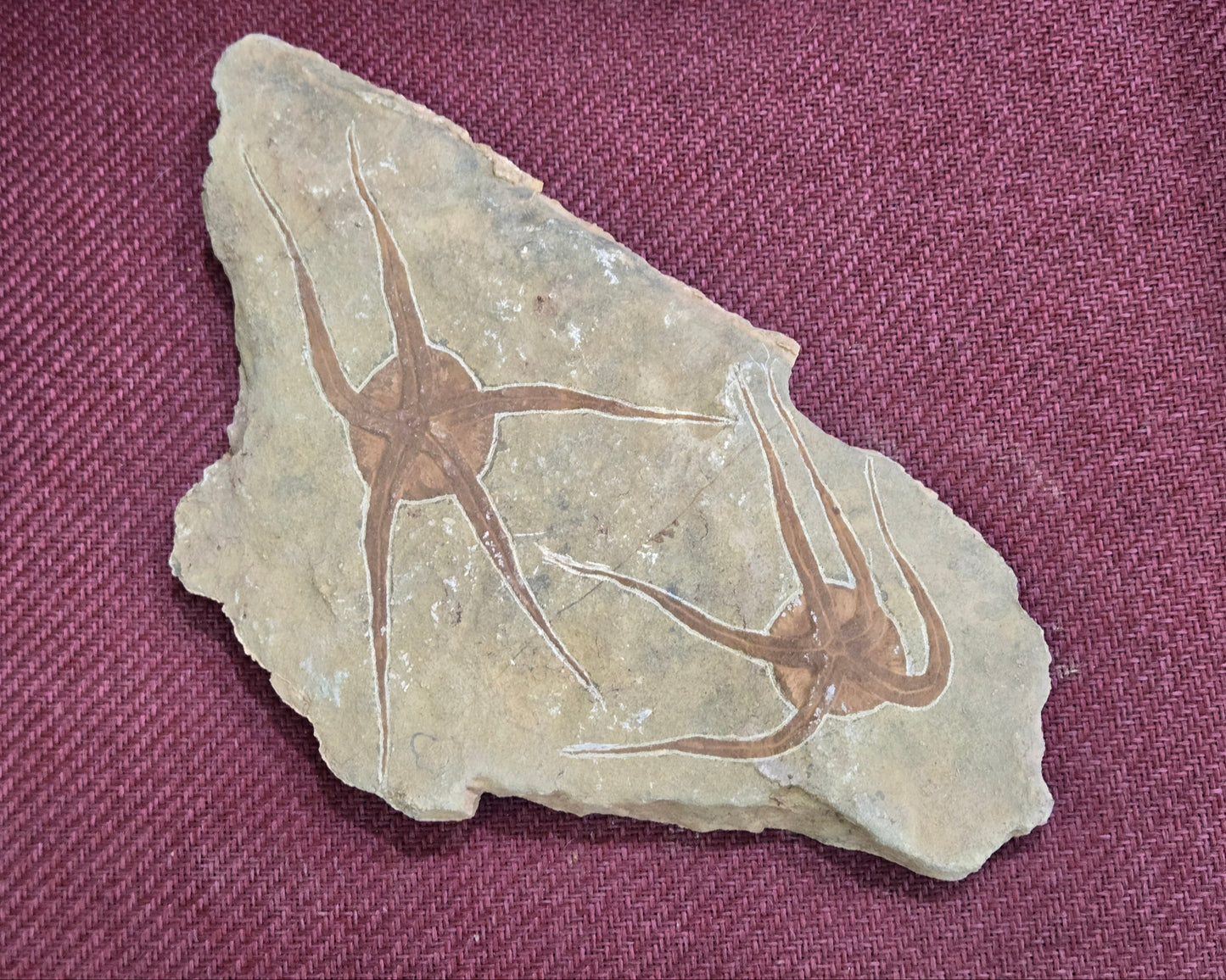 Double Starfish Fossil, Morocco, 39x15.5cm, 1632gr