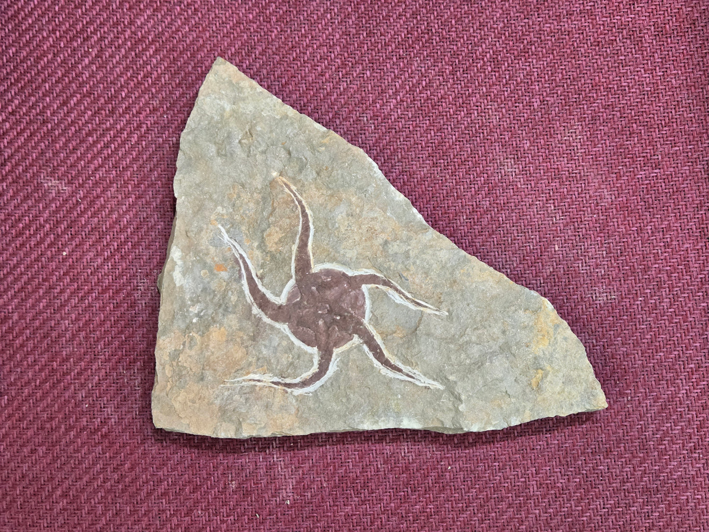 Starfish Fossil, Morocco, 22.5x14.5cm, 662gr