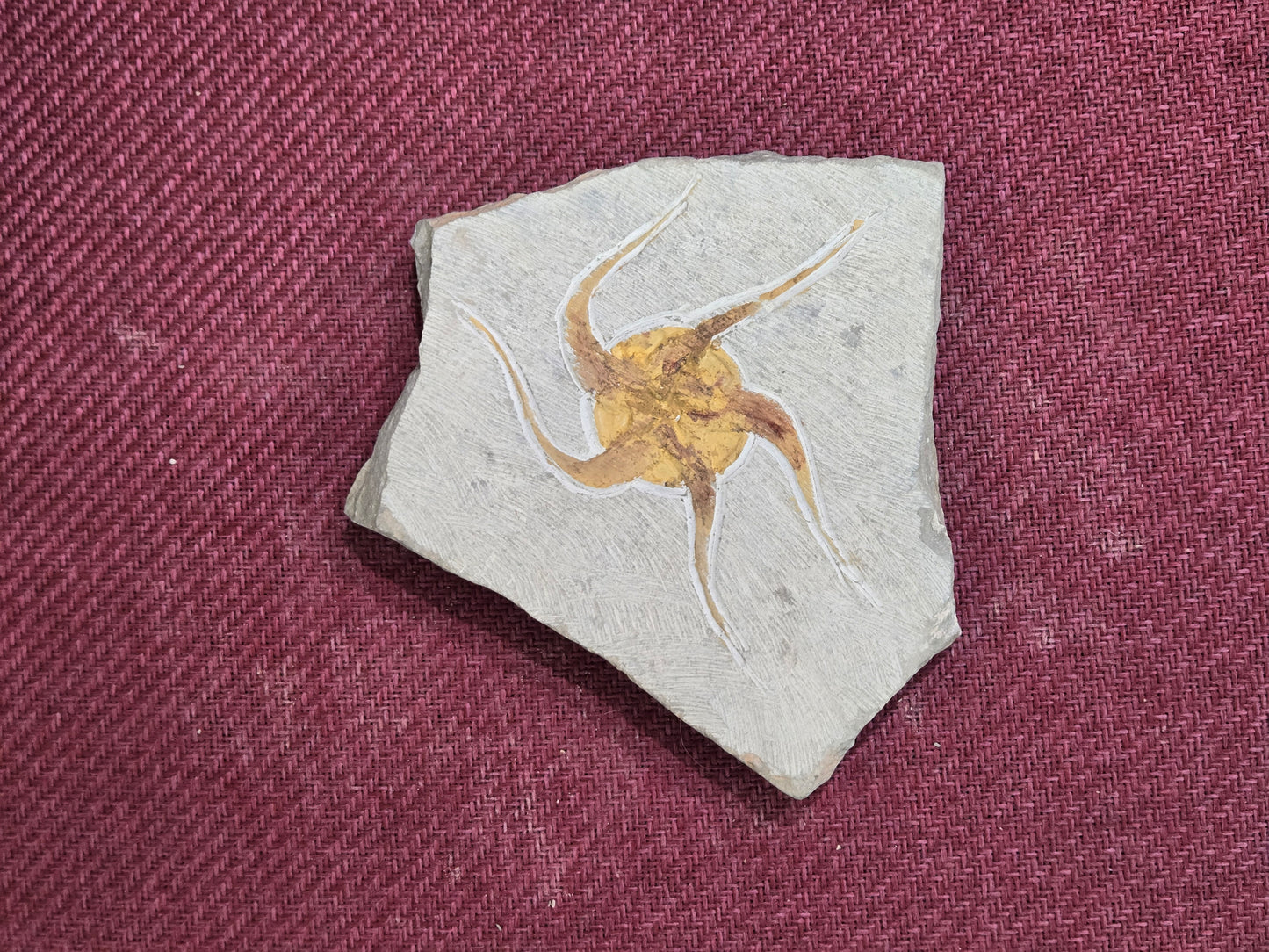Starfish Fossil, Morocco, 16.5x14.5cm, 797gr
