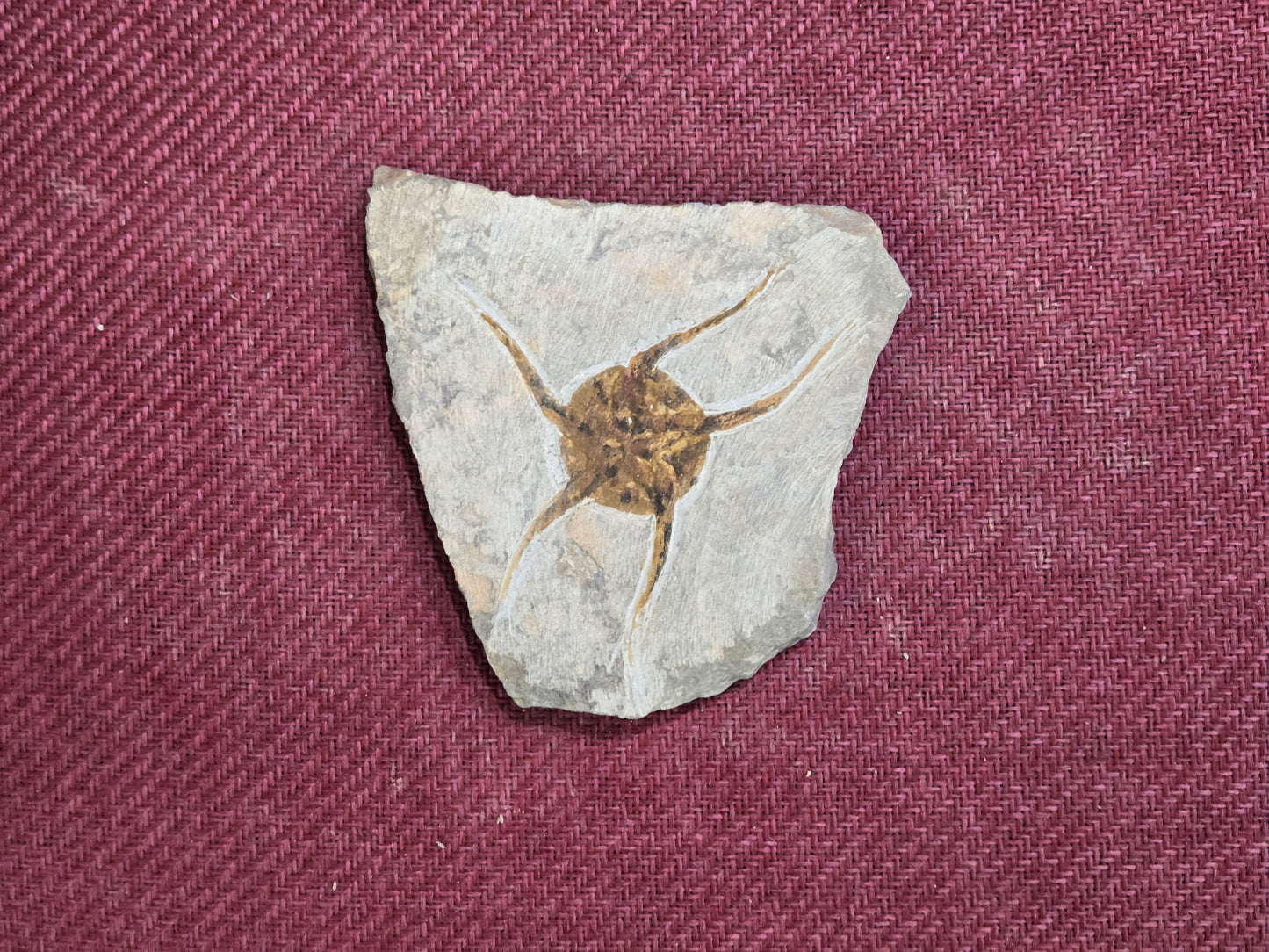 Starfish Fossil, Morocco, 12x11cm, 338gr