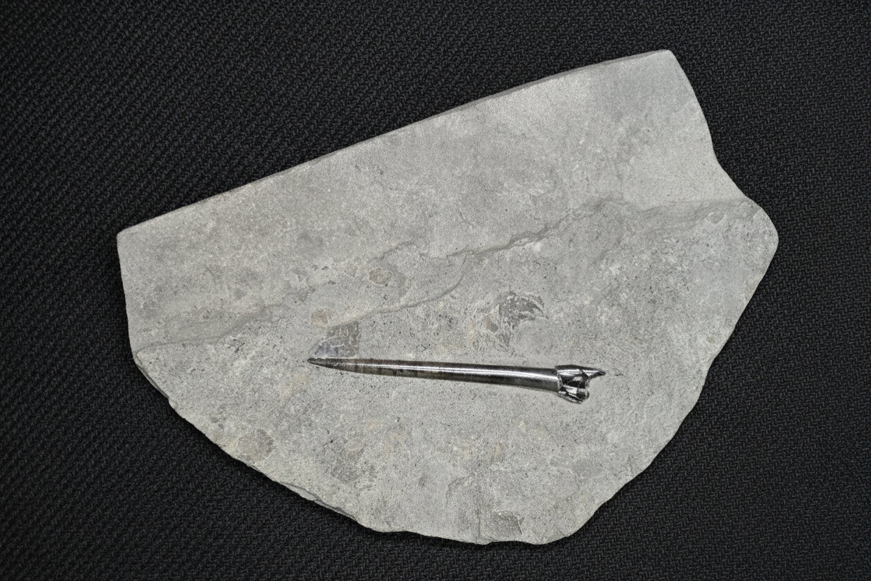 Belemnite Specimen, Posidonia Shale formation, 29x19cm, 1390gr
