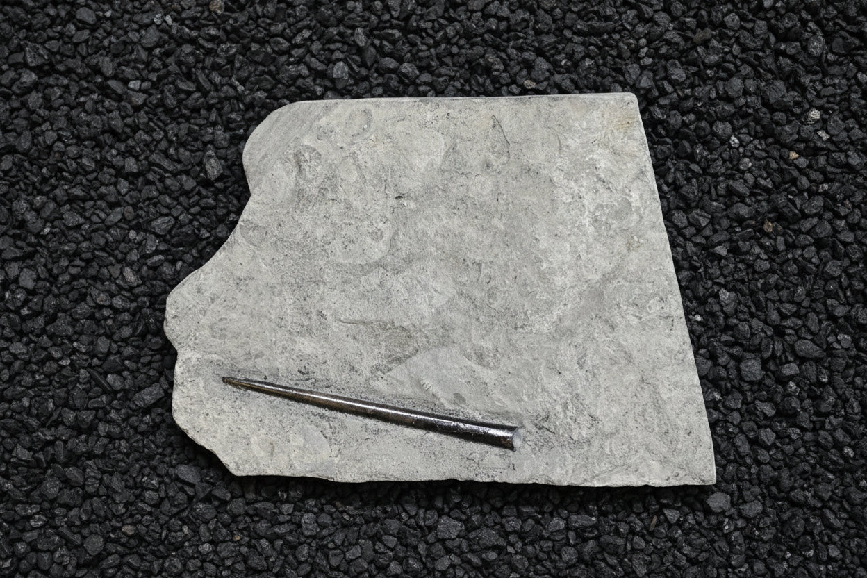 Belemnite Specimen, Posidonia Shale formation, Germany, 19x14cm, 1096gr