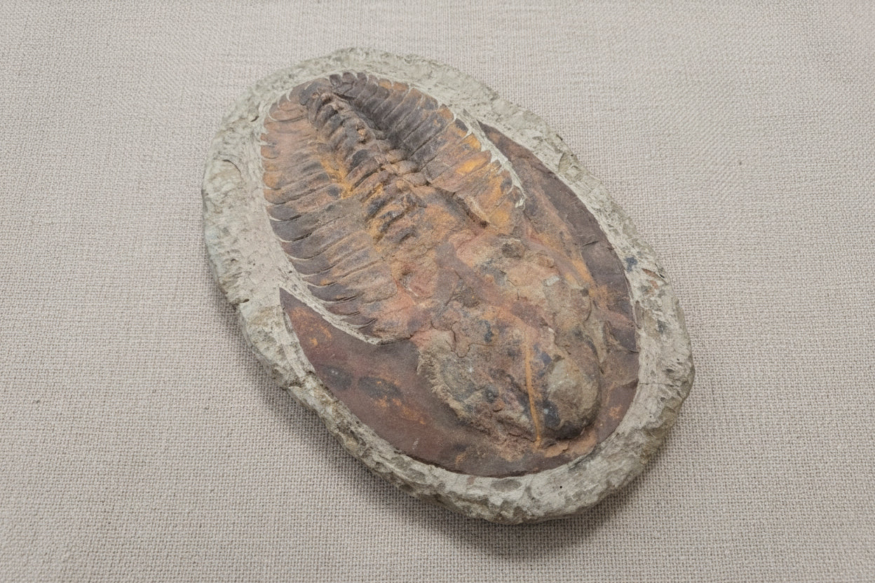 Trilobite Specimen, Estimated 365 Million Years old, from Morocco, 1944gr, 30x20cm