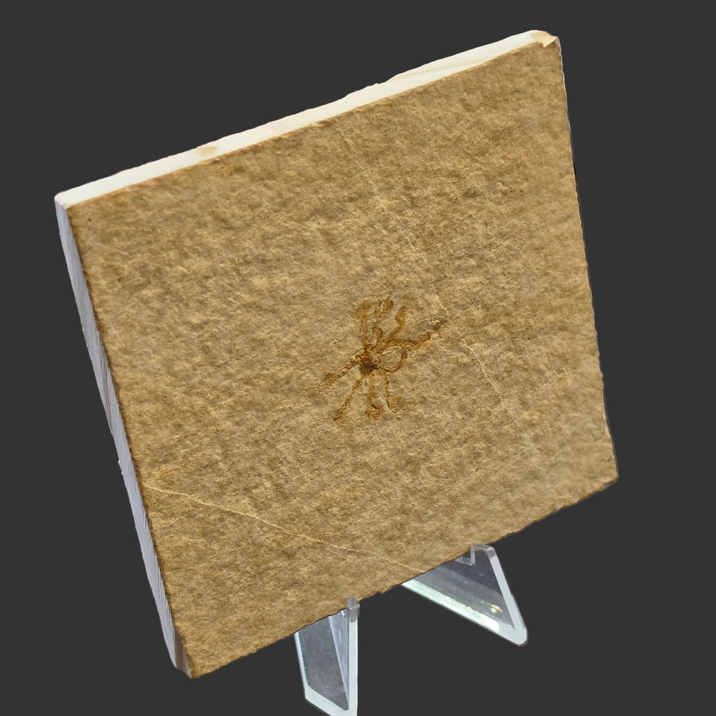Brittle Star Fossil Plate, 9x8.5 cm, Moroccan