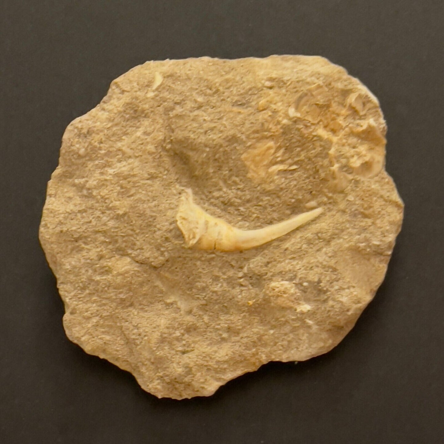 Mixed Moroccan Fossil Tooth & Bone Plate, 9x8x2cm Plate, 92gr. Natural