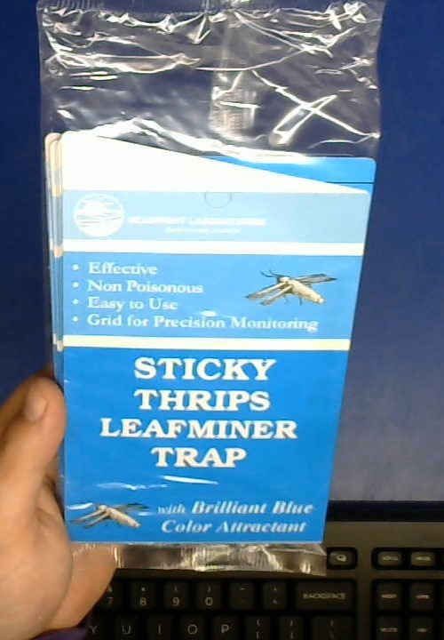 CLOSEOUT Seabright HGSLTLT Sticky Thrip Leafminer Trap, Pack of 5