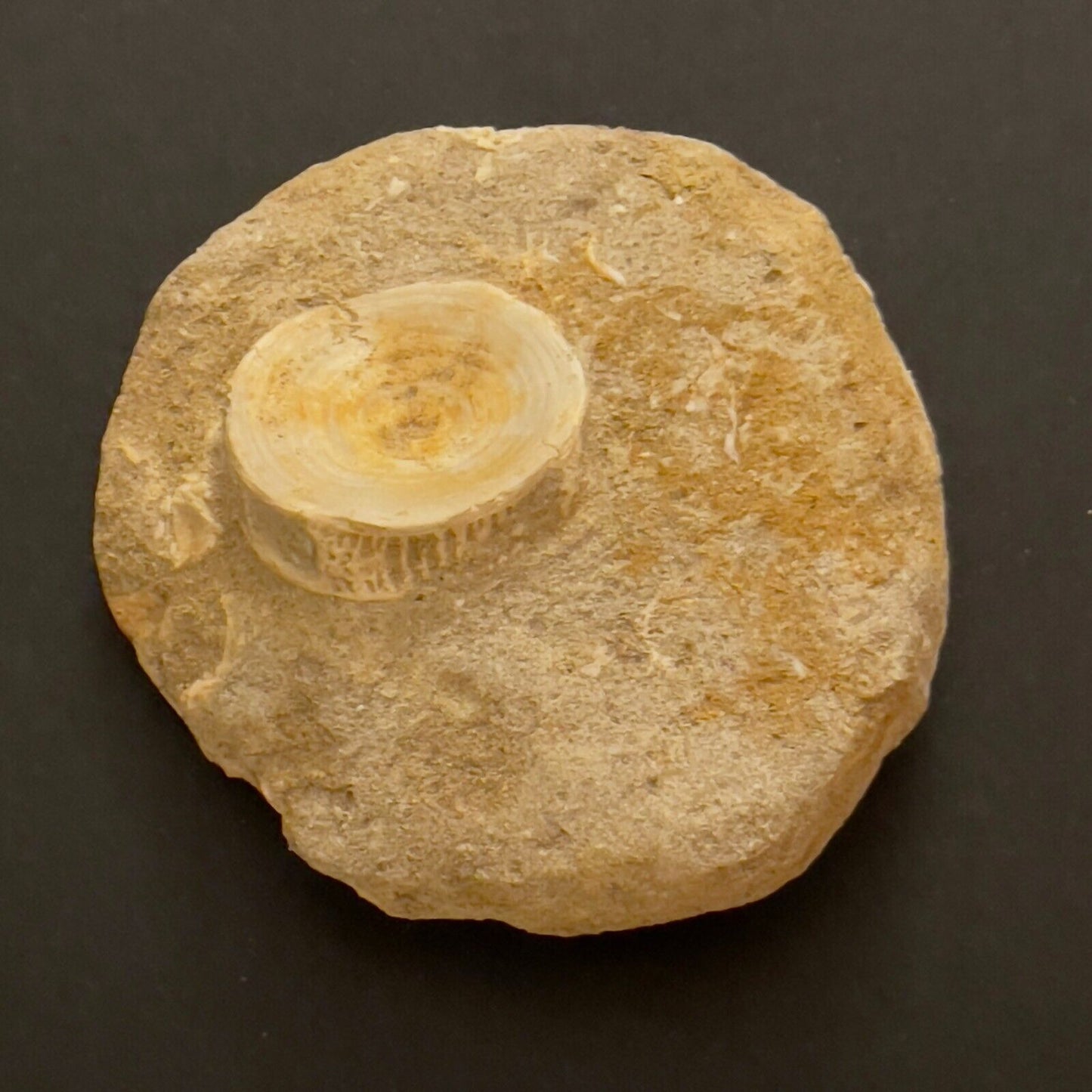 Mixed Moroccan Fossil Vertebrae Plate, 8x8x3cm Plate, 162gr. Natural