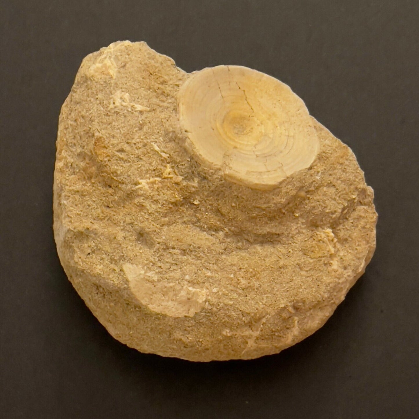 Mixed Moroccan Fossil Vertebrae & Bone Plate, 9x8x3.5cm Plate, 222gr. Natural