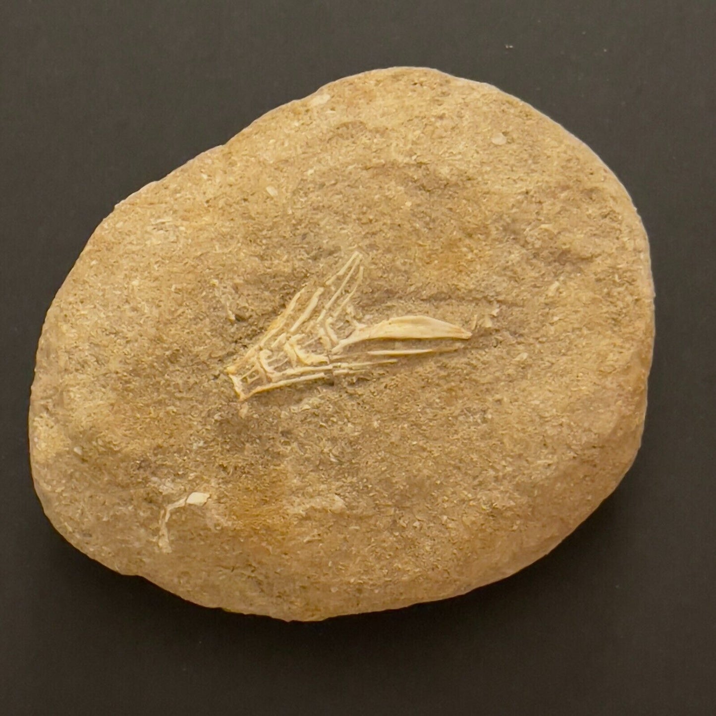 Mixed Moroccan Fossil Vertebrae Plate, 11x8x3.5cm Plate, 358gr. Natural