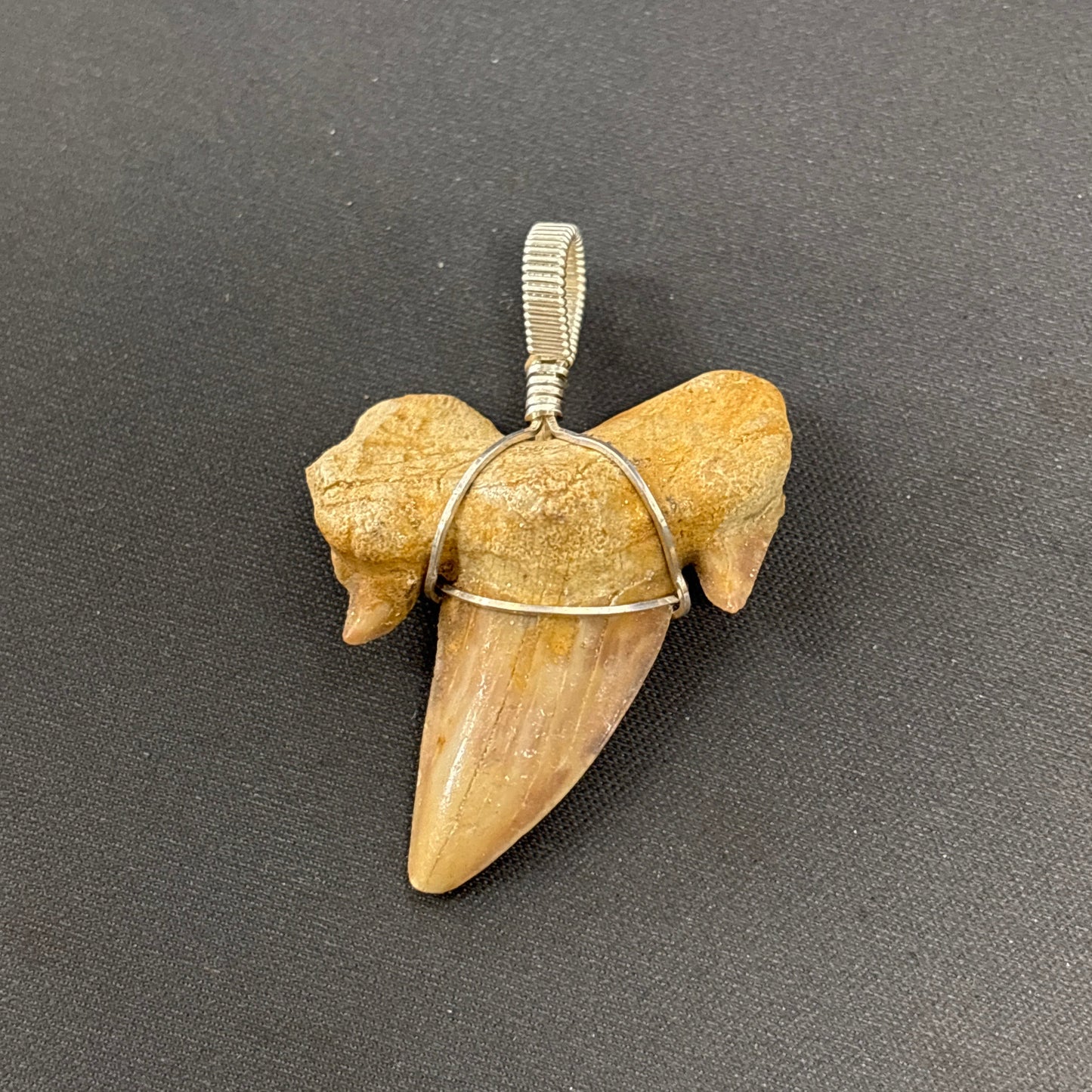 Sterling Silver Wrapped Sharks Tooth - 11.74gr