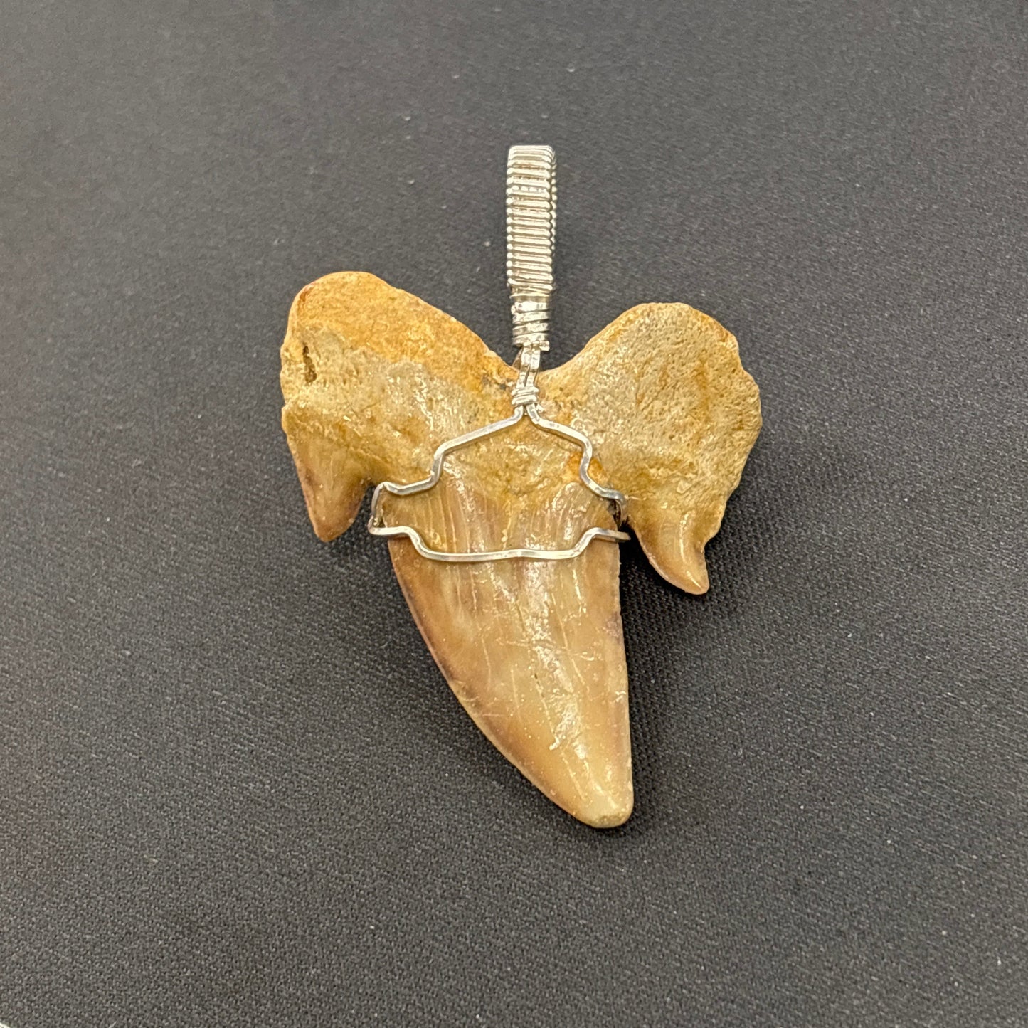 Sterling Silver Wrapped Sharks Tooth - 11.74gr