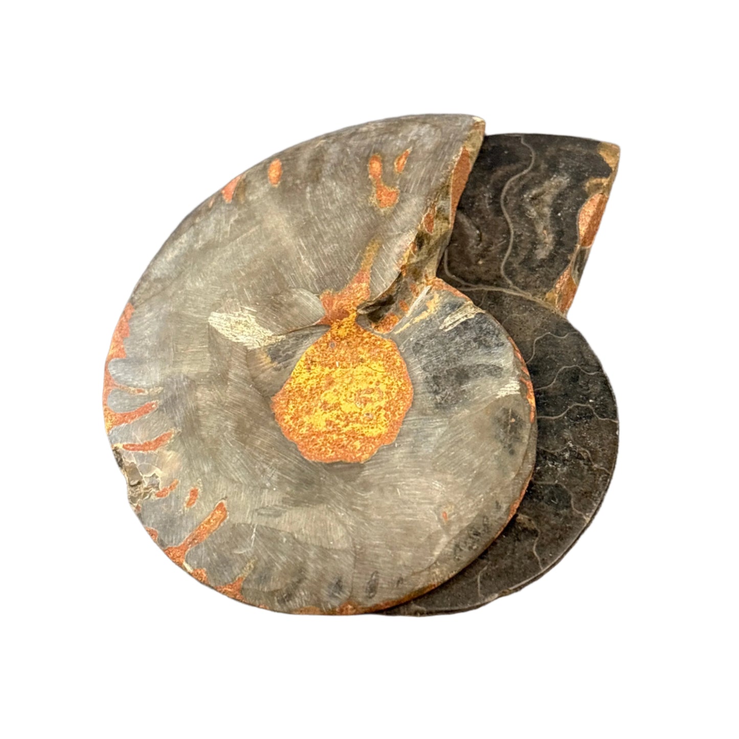 Black Ammonite Pair, 70gr.