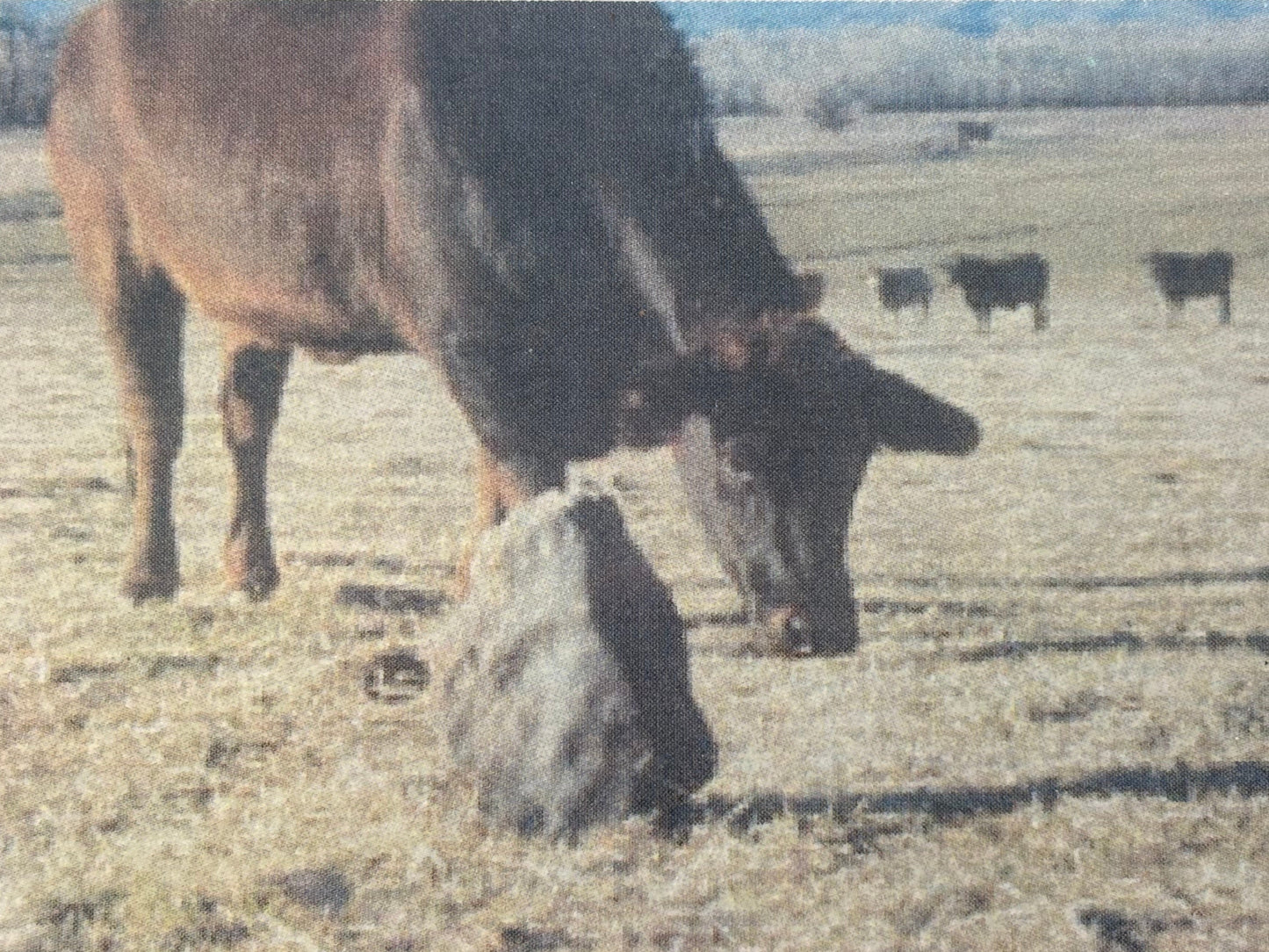 Valera Meteorite: The Cow Killer Hammer Stone 102mg in Case
