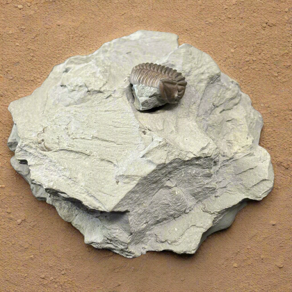 Flexicalmenes Meeki, 450 Million Years Old, Mount Orab