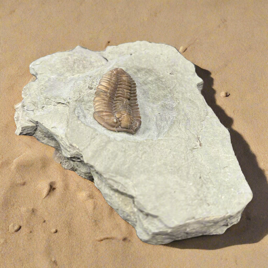 Flexicalmenes Meeki, 450 Million Years Old, Mount Orab