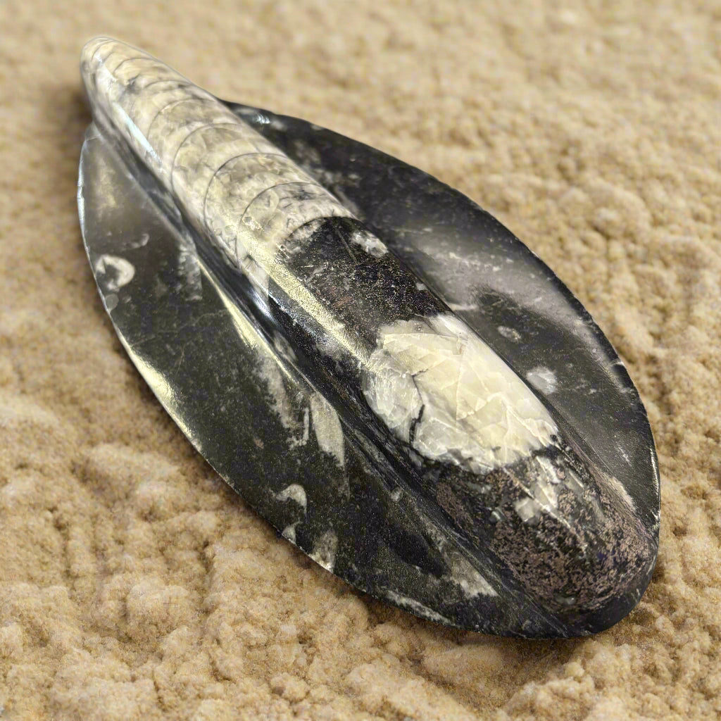 Polished Orthoceras from Morocco
