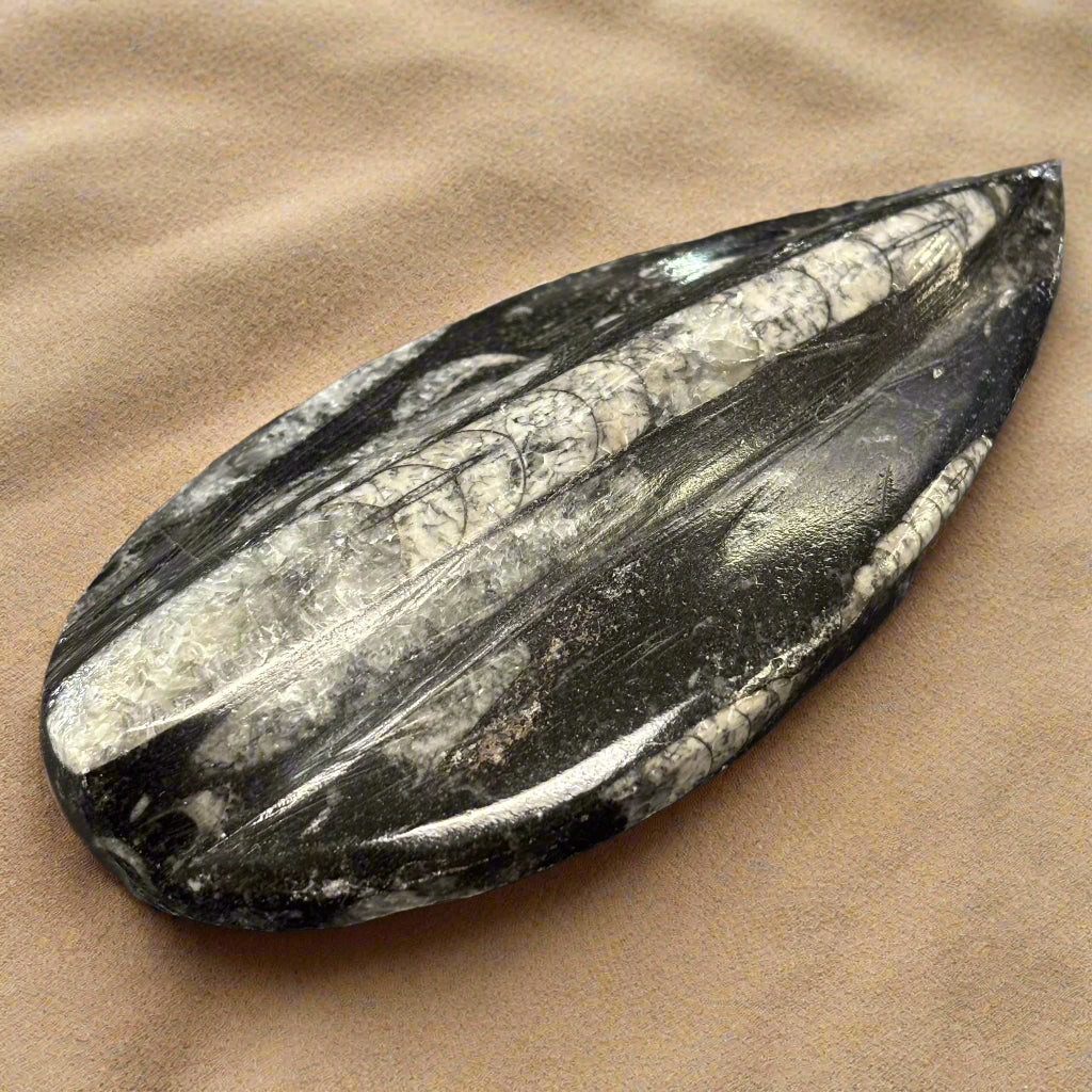 Polished Orthoceras from Morocco