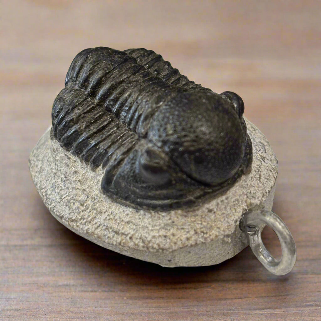 Moroccan Trilobite Pendant, 24gr, 42x29x20mm
