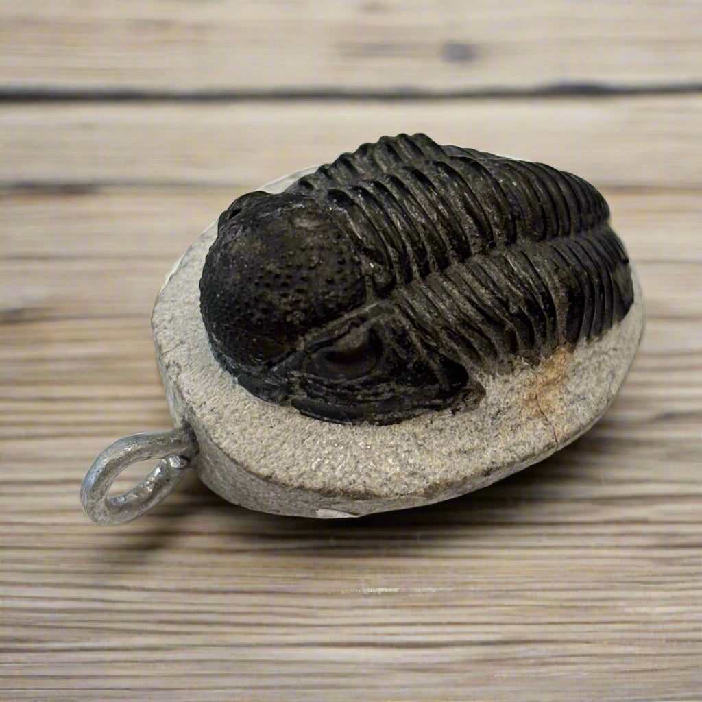 Moroccan Trilobite Pendant, 17.3gr, 40x35x17mm