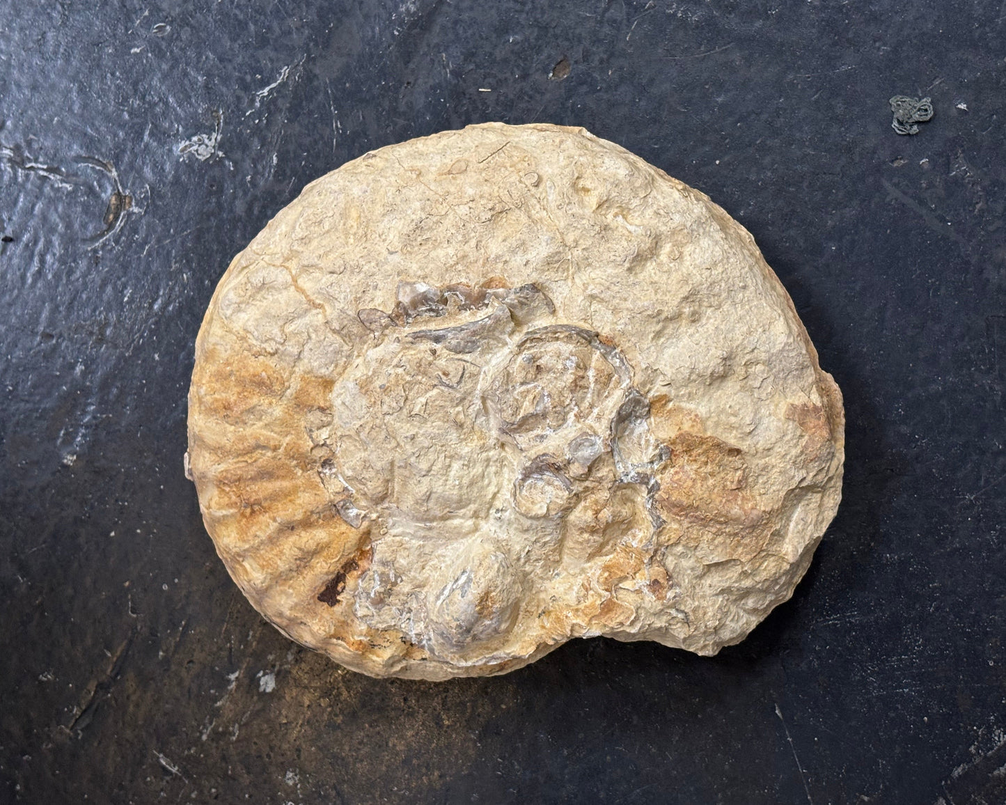 Mortoniceras Ammonite, Early Cretaceous, Texas, USA, 18x15x4cm, 1574gr