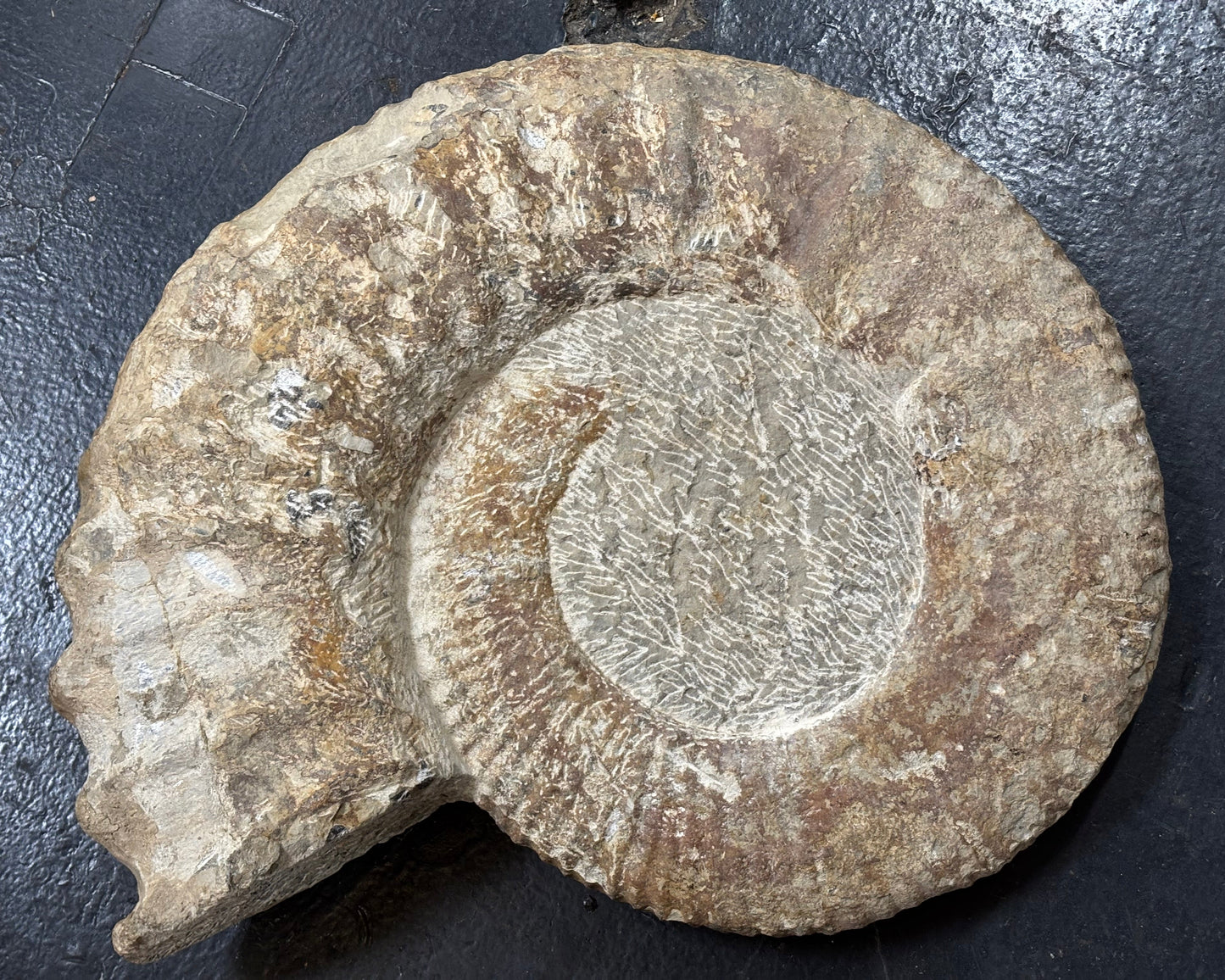 Ammonite, Late Cretaceous, 47x19x9cm, Morocco