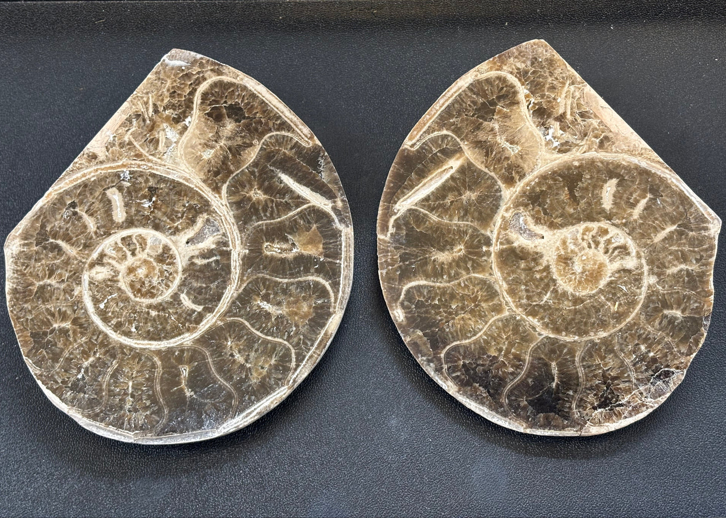 Large Polished Ammonite Matched Pair, 12x10x5cm, 743gr, Morocco