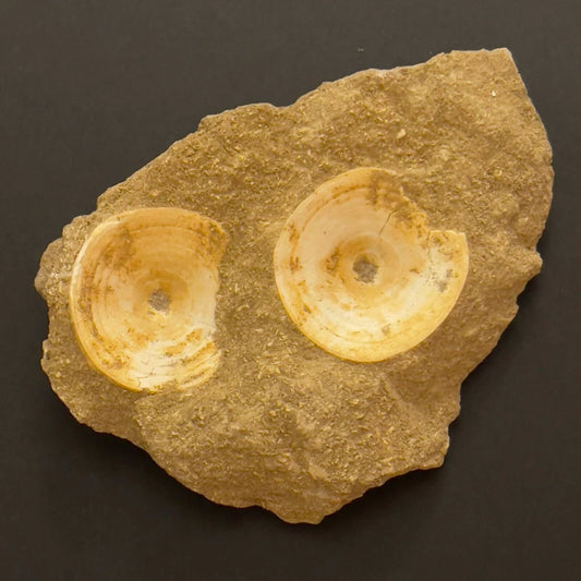 Lets Learn About Mixed Moroccan Fossil Vertebrae Plates
