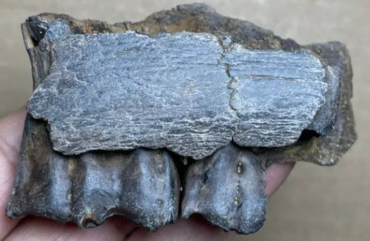 Lets learn about Ice Age horse teeth specimens from the Pleistocene period.