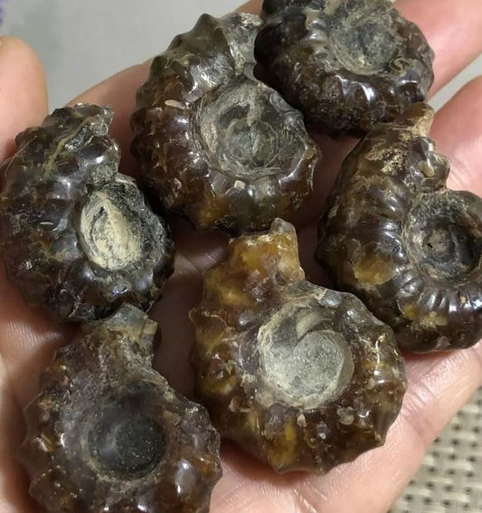 Ever seen Fossil Goat Horn Snails from Madagascar? What are they and what is their significance in the fossil record