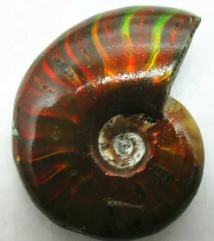 Lets learn about this Iridescent Ammonite Ammolite Specimen! Also known as the spotted Snail. Where are these fossils from and how do they form?