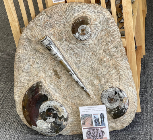 Learn about Fossils!
