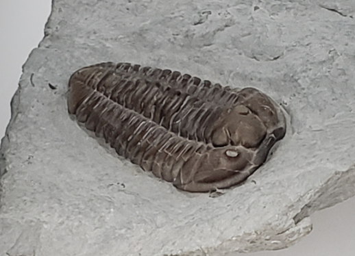 Rocks & Fossils