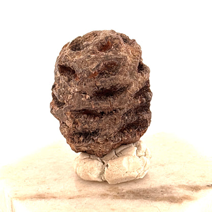 Sequoia Cone, Tertiary Period, North Dakota, USA 20x20x27mm