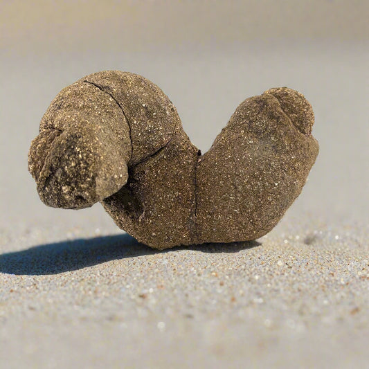 RARE, Pyritized Limestone Sea Worm Burrow, Ross Co., OH, USA, 681gr, 10x7x6.5cm