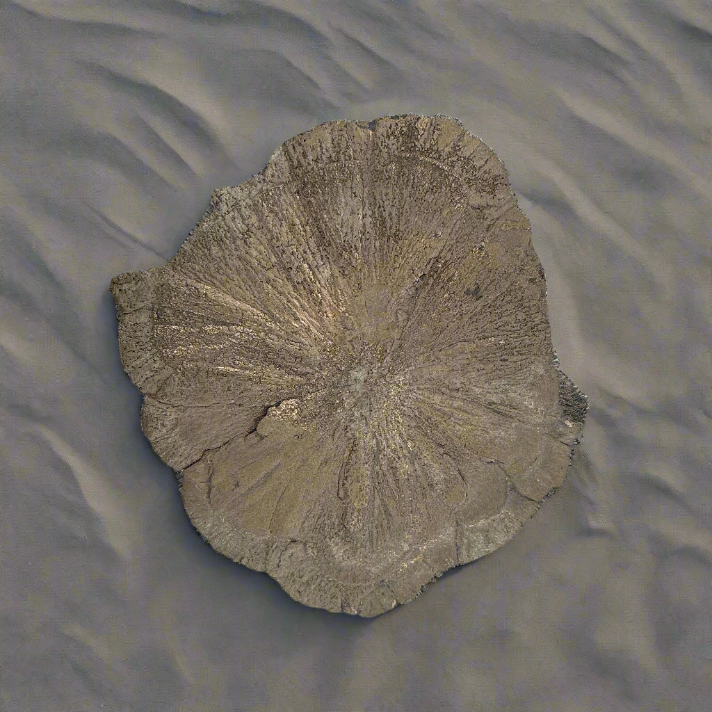 Pyrite Suns, Indiana, USA, 175gr, 10.5cm Across