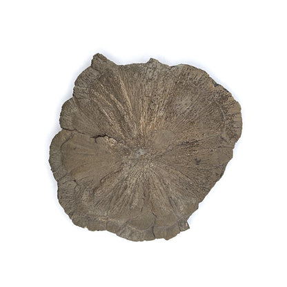 Pyrite Suns, Indiana, USA, 175gr, 10.5cm Across