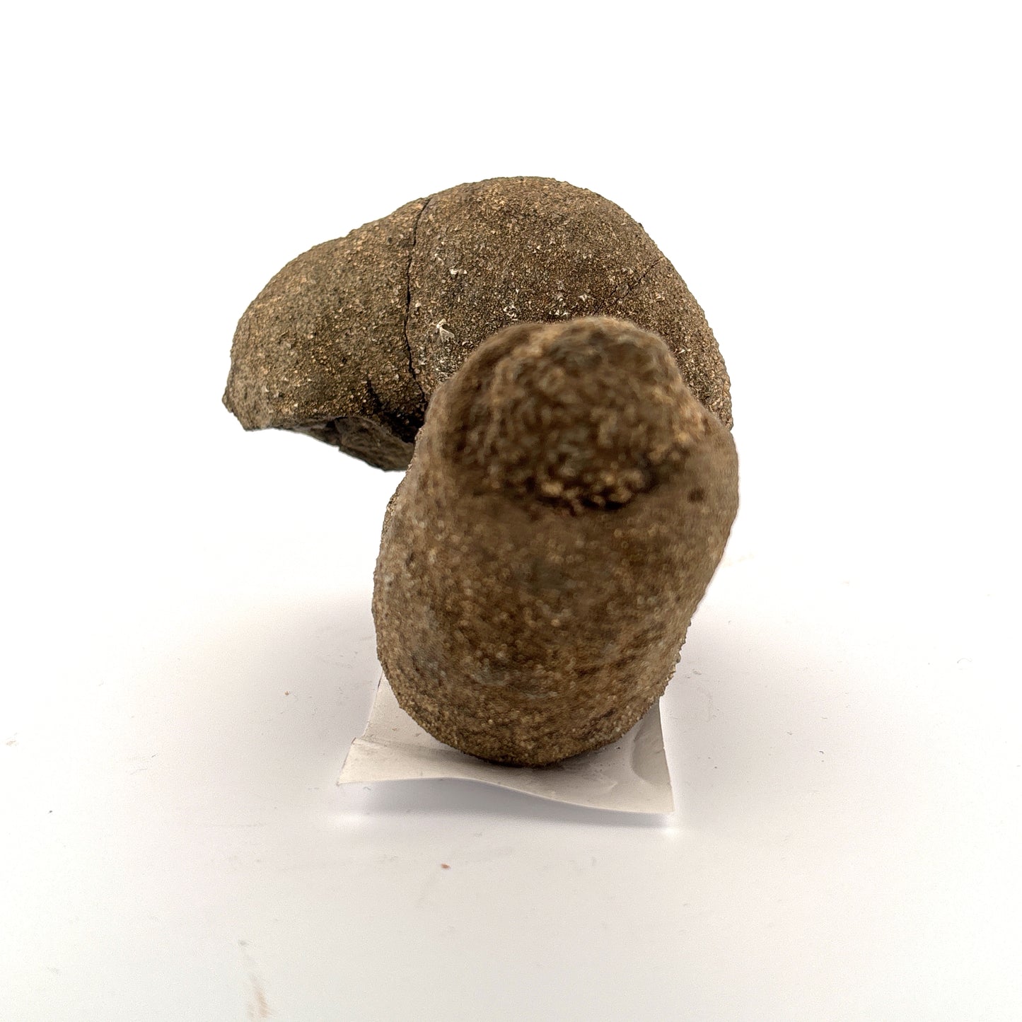 RARE, Pyritized Limestone Sea Worm Burrow, Ross Co., OH, USA, 681gr, 10x7x6.5cm