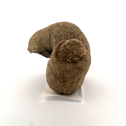 RARE, Pyritized Limestone Sea Worm Burrow, Ross Co., OH, USA, 681gr, 10x7x6.5cm