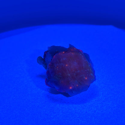 Fluorescent Hackmanite on Quartz, Pakistan, 51.64gr, 45x43x25mm