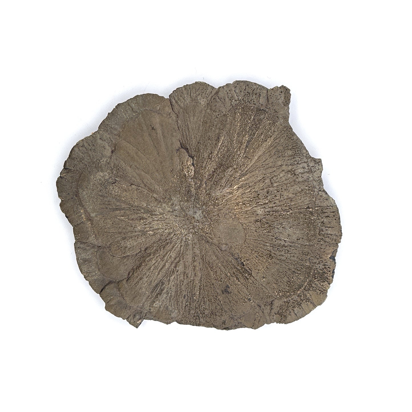 Pyrite Suns, Indiana, USA, 175gr, 10.5cm Across