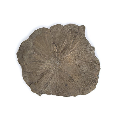 Pyrite Suns, Indiana, USA, 175gr, 10.5cm Across