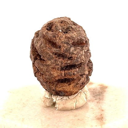Sequoia Cone, Tertiary Period, North Dakota, USA 20x20x27mm
