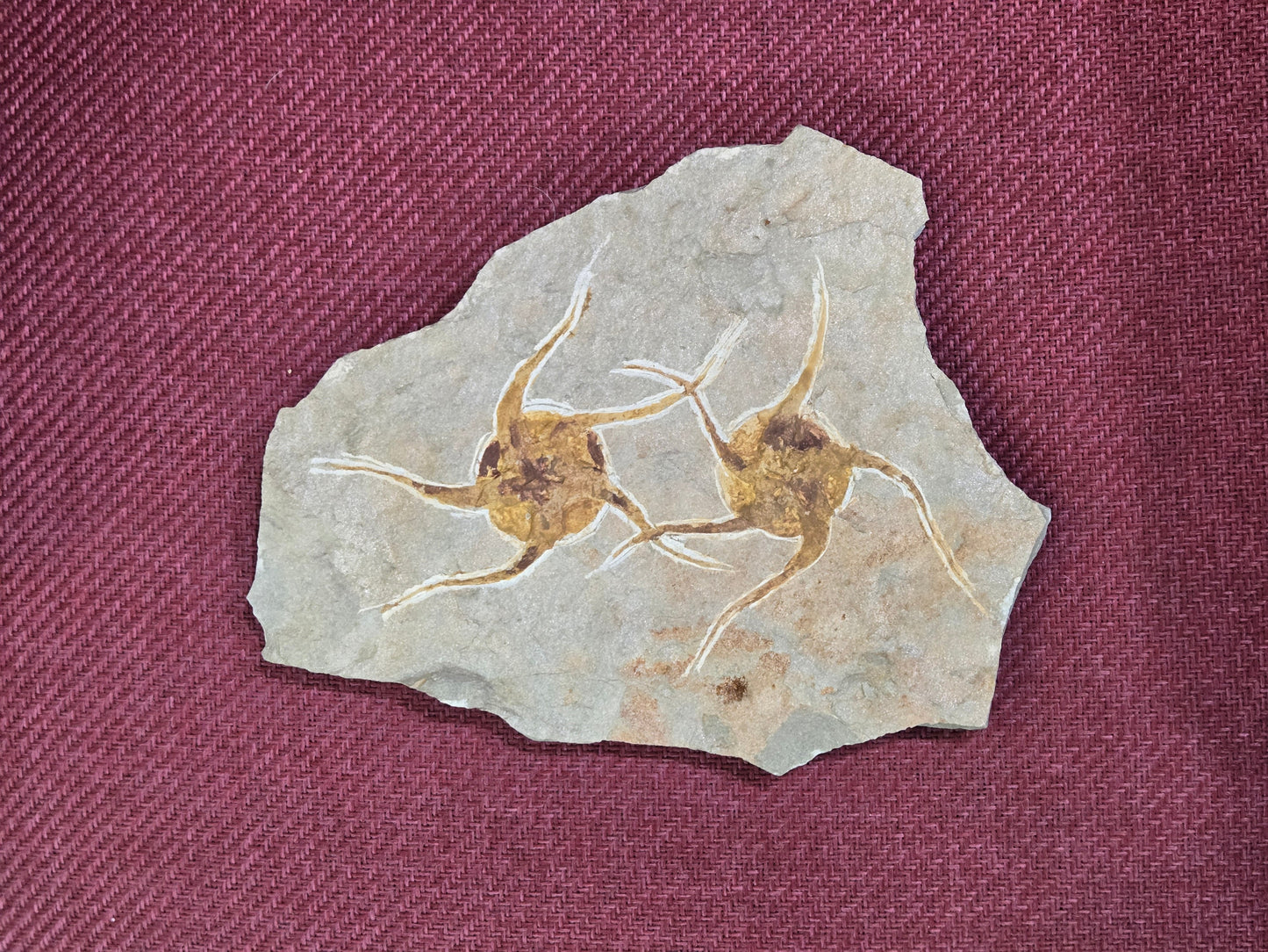 Dual Starfish Fossil Plate, Morocco, 22x18x1.5mm, 1092gr