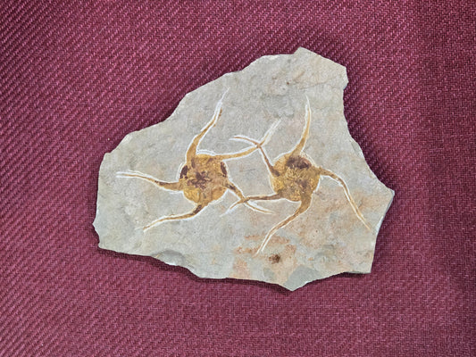 Dual Starfish Fossil Plate, Morocco, 22x18x1.5mm, 1092gr