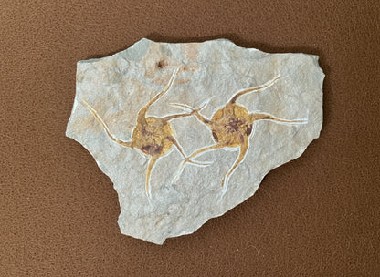 Dual Starfish Fossil Plate, Morocco, 22x18x1.5mm, 1092gr