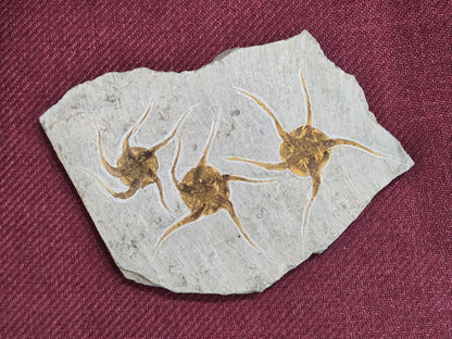 Triple Starfish Fossil Plate, Morocco, 20x19x1.5cm, 1111gr