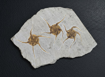Triple Starfish Fossil Plate, Morocco, 20x19x1.5cm, 1111gr