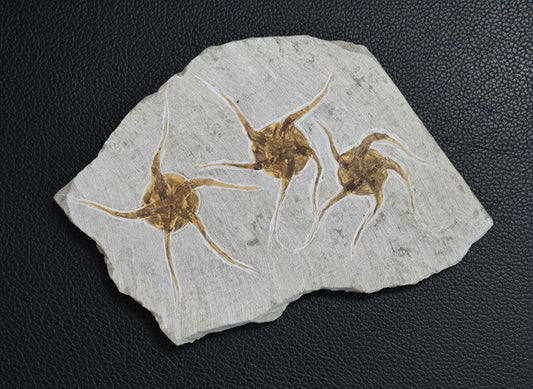 Triple Starfish Fossil Plate, Morocco, 20x19x1.5cm, 1111gr
